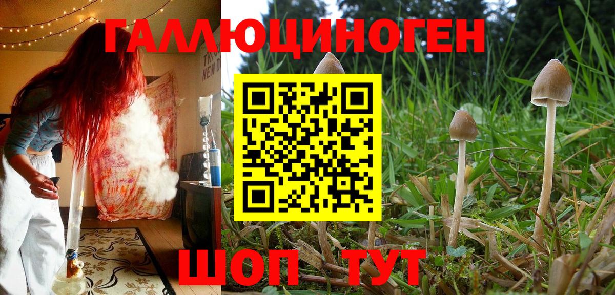 Галлюциногенные грибы Psilocybe Избербаш